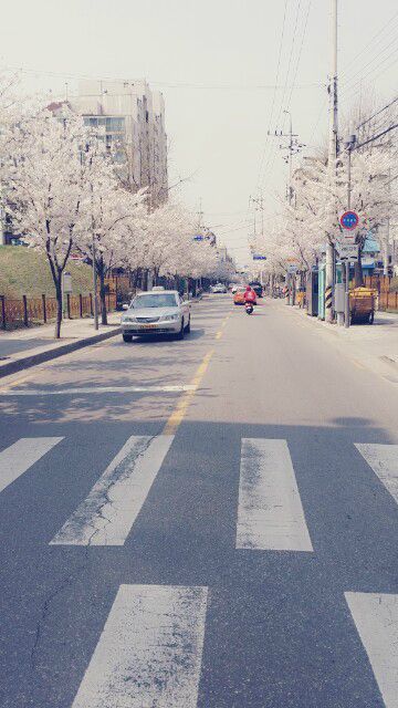 벚꽃핀 학원풍경